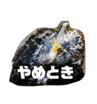 野川、多摩川のいきもの（個別スタンプ：9）