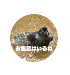 野川、多摩川のいきもの（個別スタンプ：16）