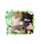 白柴のチロル（個別スタンプ：1）