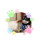 白柴のチロル（個別スタンプ：2）