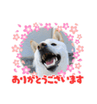 白柴のチロル（個別スタンプ：5）