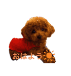 ニコちゃん0（個別スタンプ：1）