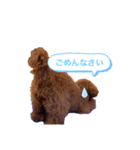 ニコちゃん0（個別スタンプ：6）
