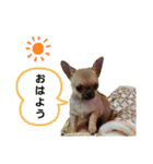 チワワのスタンプ☆Coco☆日常編（個別スタンプ：1）