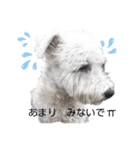 シロ シュナ（個別スタンプ：1）