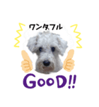シロ シュナ（個別スタンプ：2）
