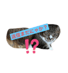 ニャアのスタンプB（個別スタンプ：2）