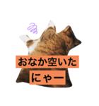 ニャアのスタンプB（個別スタンプ：4）