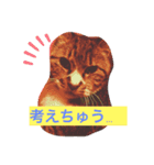ニャアのスタンプB（個別スタンプ：5）