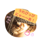 ニャアのスタンプB（個別スタンプ：8）