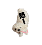 ハル＆モチャ1（個別スタンプ：2）