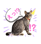サバトラのうる（個別スタンプ：1）