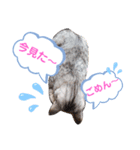 サバトラのうる（個別スタンプ：2）