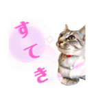 サバトラのうる（個別スタンプ：4）