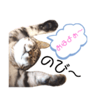 サバトラのうる（個別スタンプ：8）