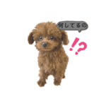 トイプードルのmayちゃん7（個別スタンプ：4）