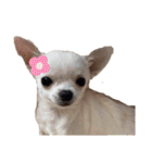 スムースチワワの百花第三弾（個別スタンプ：3）