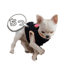 スムースチワワの百花第三弾（個別スタンプ：31）