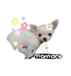 スムースチワワの百花第三弾（個別スタンプ：32）