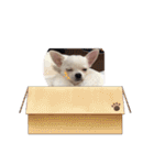 スムースチワワの百花第三弾（個別スタンプ：40）