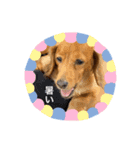 犬らぶ❤️らぶ❤️（個別スタンプ：1）