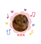 犬らぶ❤️らぶ❤️（個別スタンプ：2）