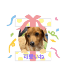 犬らぶ❤️らぶ❤️（個別スタンプ：3）