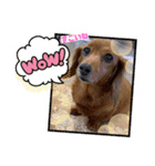 犬らぶ❤️らぶ❤️（個別スタンプ：4）