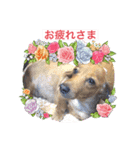 犬らぶ❤️らぶ❤️（個別スタンプ：5）