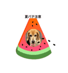 犬らぶ❤️らぶ❤️（個別スタンプ：6）