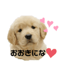 大阪生まれのゴールデン（個別スタンプ：1）