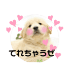 大阪生まれのゴールデン（個別スタンプ：3）