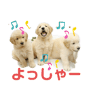 大阪生まれのゴールデン（個別スタンプ：4）