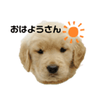 大阪生まれのゴールデン（個別スタンプ：6）