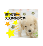 大阪生まれのゴールデン（個別スタンプ：7）