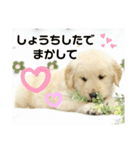 大阪生まれのゴールデン（個別スタンプ：10）