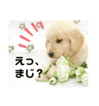大阪生まれのゴールデン（個別スタンプ：11）