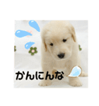 大阪生まれのゴールデン（個別スタンプ：12）