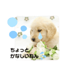 大阪生まれのゴールデン（個別スタンプ：15）