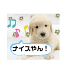 大阪生まれのゴールデン（個別スタンプ：16）