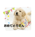大阪生まれのゴールデン（個別スタンプ：17）