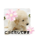 大阪生まれのゴールデン（個別スタンプ：21）