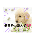 大阪生まれのゴールデン（個別スタンプ：24）