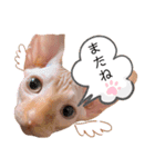 スフィンクス猫の桃乃助（個別スタンプ：5）