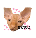 スフィンクス猫の桃乃助（個別スタンプ：6）