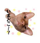 スフィンクス猫の桃乃助（個別スタンプ：10）
