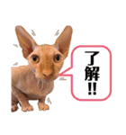スフィンクス猫の桃乃助（個別スタンプ：11）