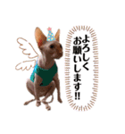 スフィンクス猫の桃乃助（個別スタンプ：13）