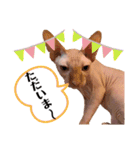 スフィンクス猫の桃乃助（個別スタンプ：15）