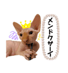 スフィンクス猫の桃乃助（個別スタンプ：16）